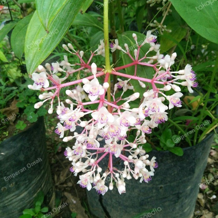 Buah Parijoto Bibit Buah Parijoto Siap Berbuah Parijoto Tanaman Ajaib DDD