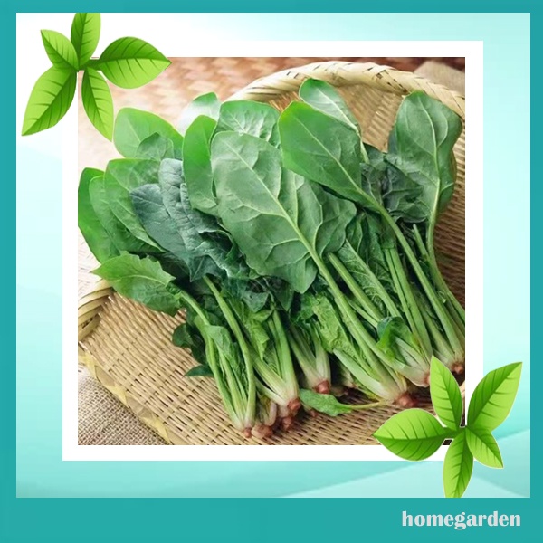Bibit Bayam Benih Bayam Horenzo Bayam Hijau Bibit Bayam Jepang Benih Tanaman Sayuran