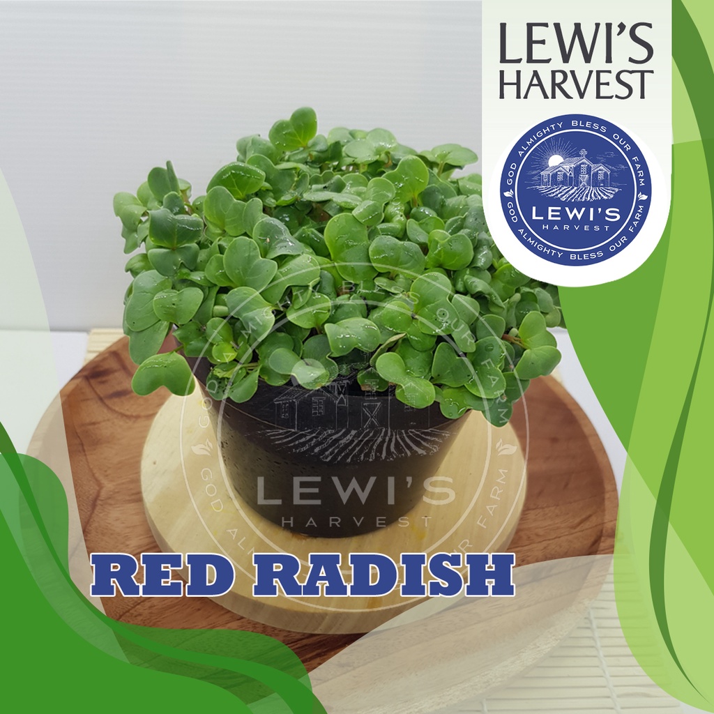 

Microgreen Red Radish