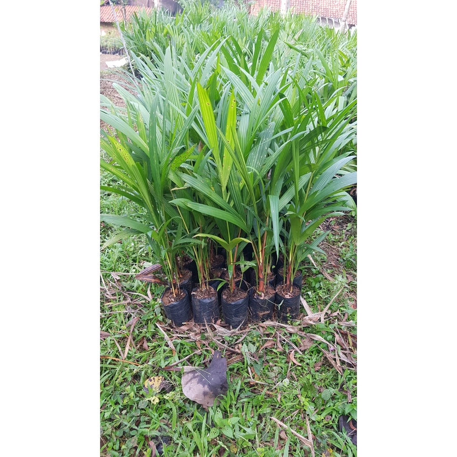 Bibit Palem Merah Banyak Anakan Hida bibit
