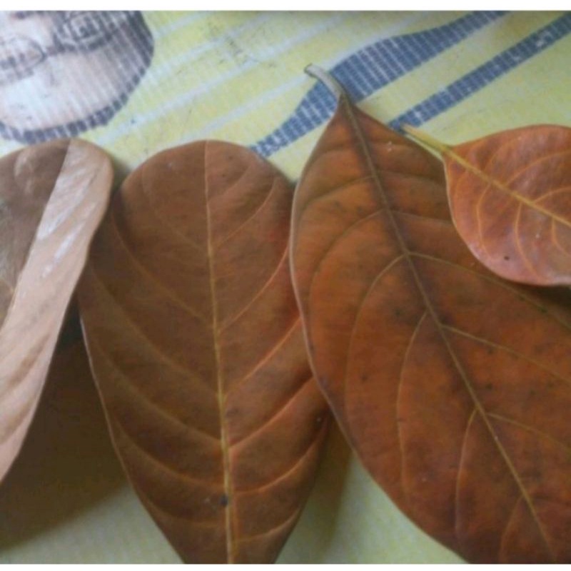 

BUAH NANGKA FRESH MURAH TERLARIS