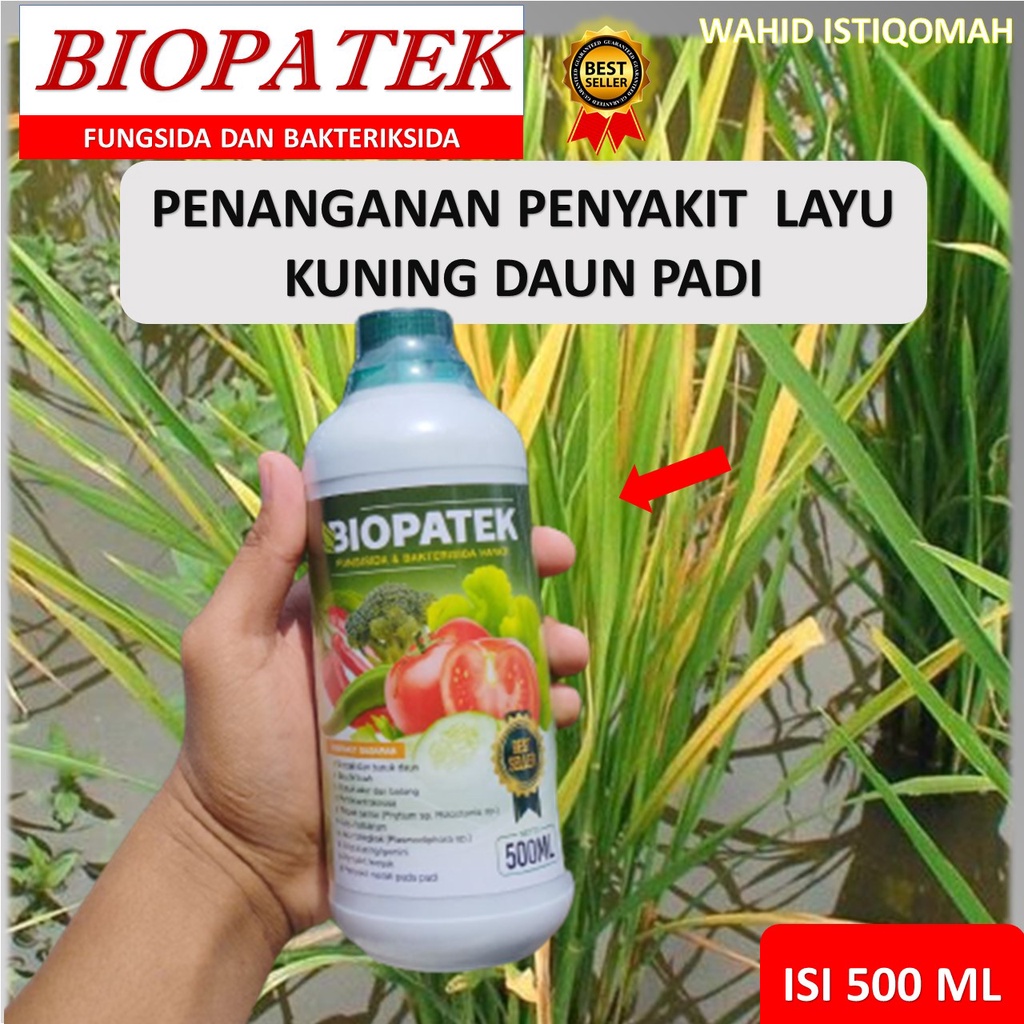 PROMO MURAH PUPUK BIOPATEK 500 ML OBAT PENYAKIT KUNING PADI AMPUH MAMPU MENGOBATI TANAMAN PADI DAN M