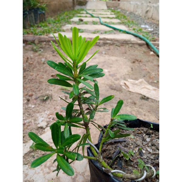 bibit lohansung cincuan | lohansung | cincuan | bibit bonsai | bonsai lohansung