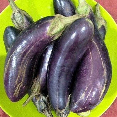 

Terong Ungu