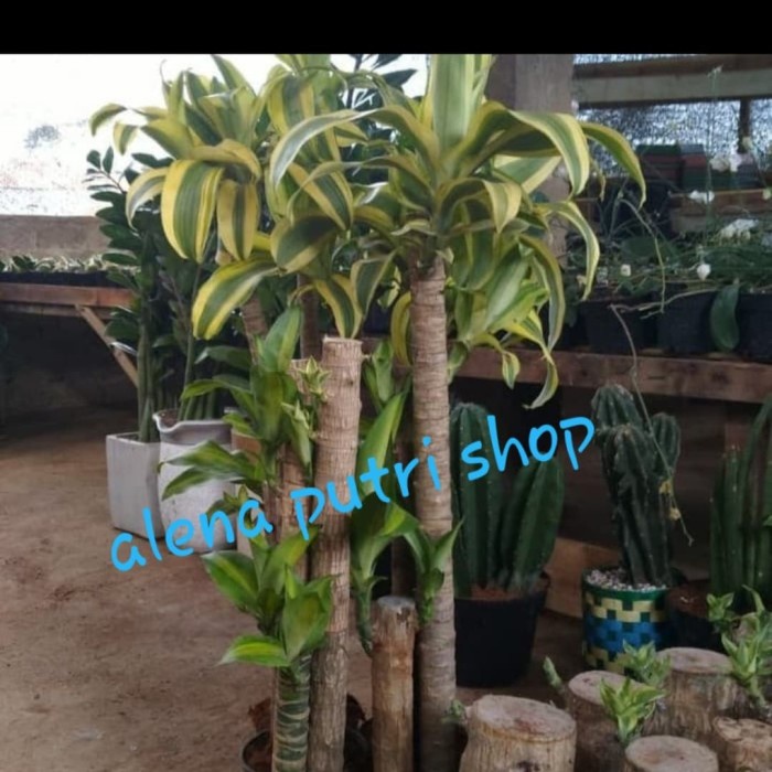 

tanaman andong besi susun 3