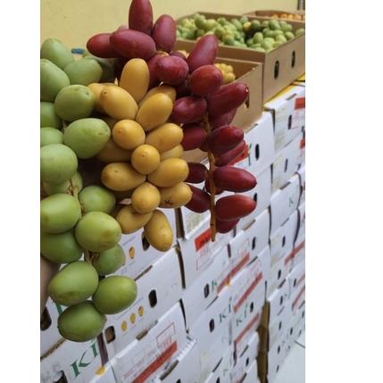 

☜ READY KURMAMUDA BUKAN FROZEN (FRESH) free zuriatbelah dan rahim (PEMBELIAN KURMAMUDA LANGSUNG DIKASIH BONUS, BIAR LEBIH MAKSIMAL ) ➭
