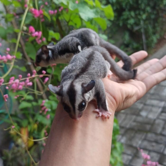 Terlaris Sugar Glider Classic Grey Joey By Sugarglider Brownsugar