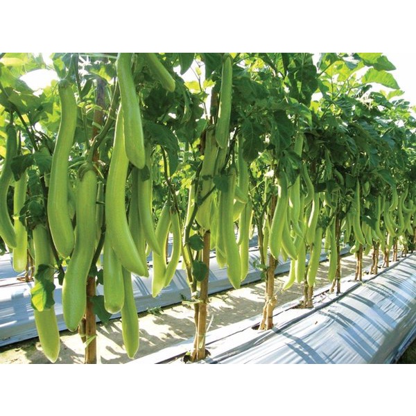 10 Benih Terong Hijau Kuat Repacking (Known You)