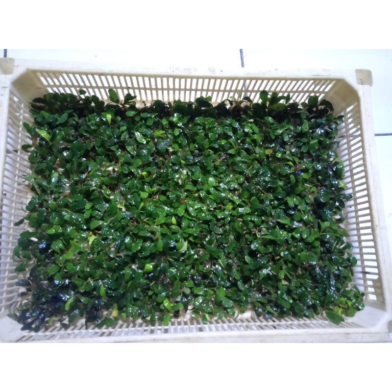 buce sp mini klam rakitan. buat daun bonsay aquascape ukuran 40x30 cm