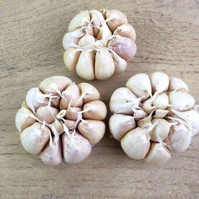 

Promo Bawang Putih 1kg Kualitas Terbaik Bawang Putih Kualitas Premium