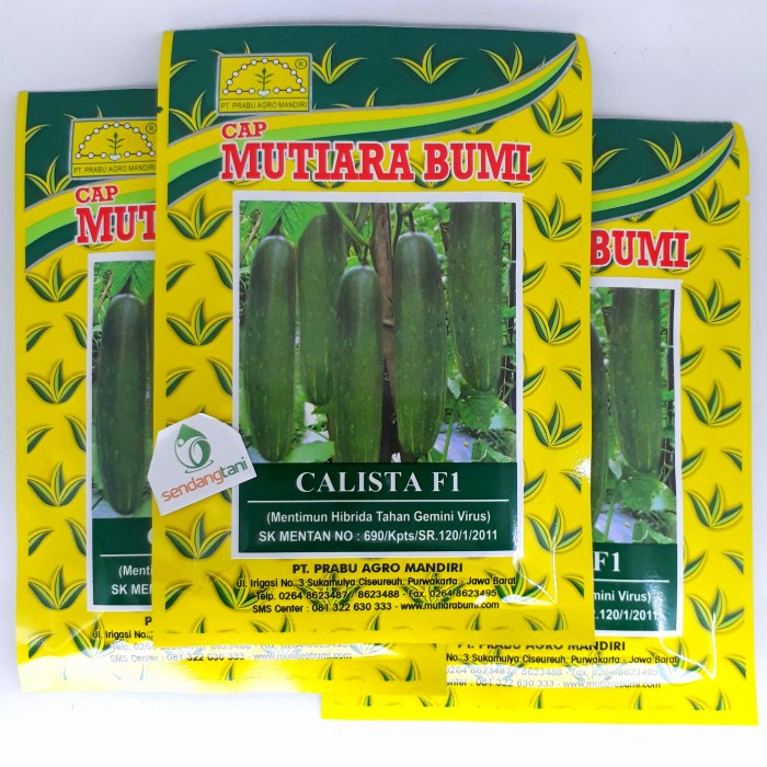 CALISTA F1 Benih bibit Timun Hijau Tahan Virus Mutiara Bumi