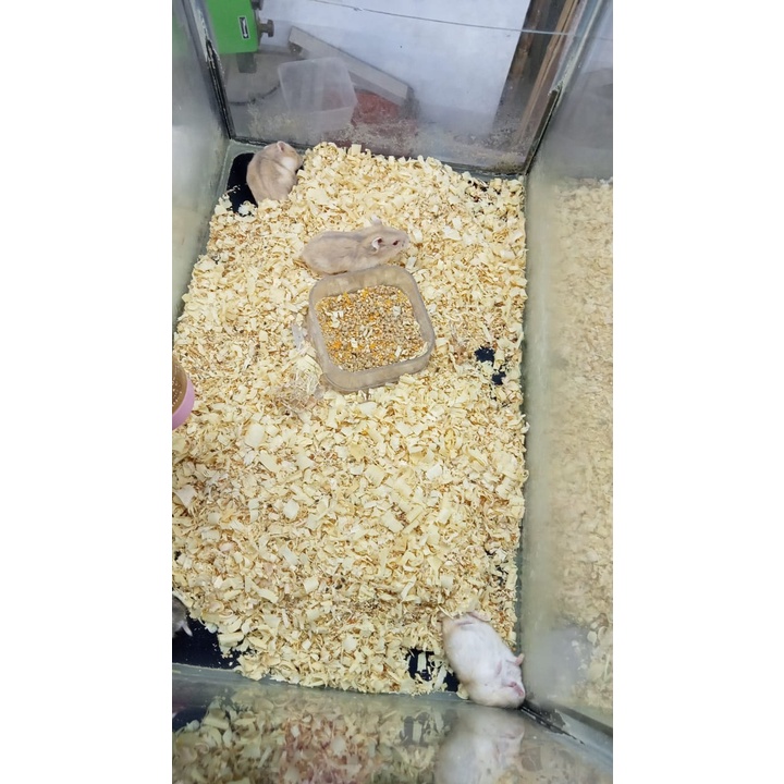 1 ball serbuk kayu hamster isi 30pcs