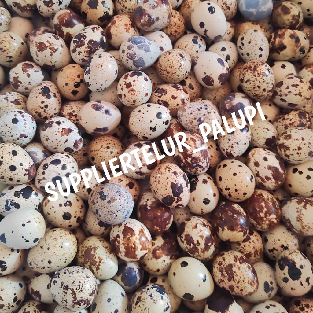 

Telur Puyuh Mentah dan Rebus