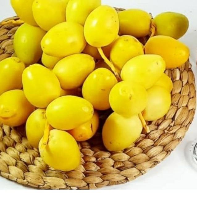 

➭ KURMAMUDA BARKHEE NAMIBIA AFRIKA READY ( BISA MIX MERAH-KUNING ) ☛