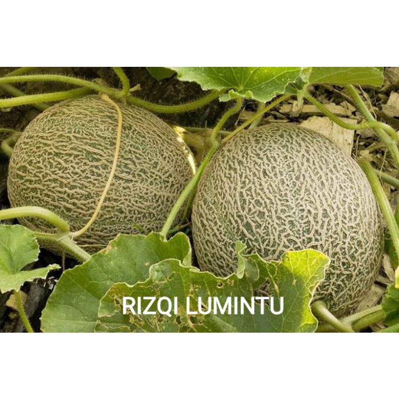 BIBIT BENIH UNGGUL MELON MADU SUPER F1