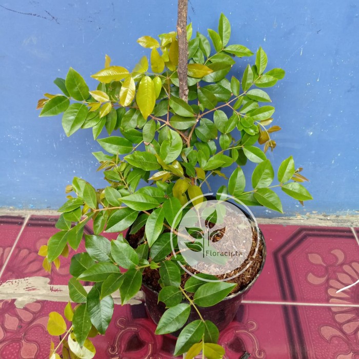 BIBIT POHON ANGGUR BRAZIL PRECO/TANAMAN BUAH ANGGUR PRECO/JABOTICABA