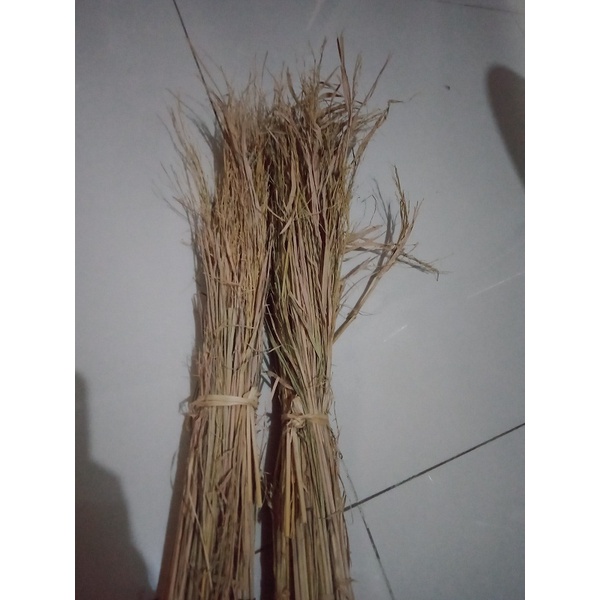 [GROSIR] MERANG JERAMI/MERANG DARI POHON PADI/JERAMI PADI (TERBARU)