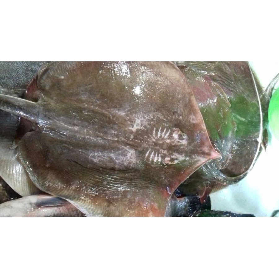 

Ikan Pari/Kg