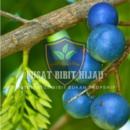 Bibit Jenitri Unggul Cepat Tumbuh - Pohon Kuat Kokoh