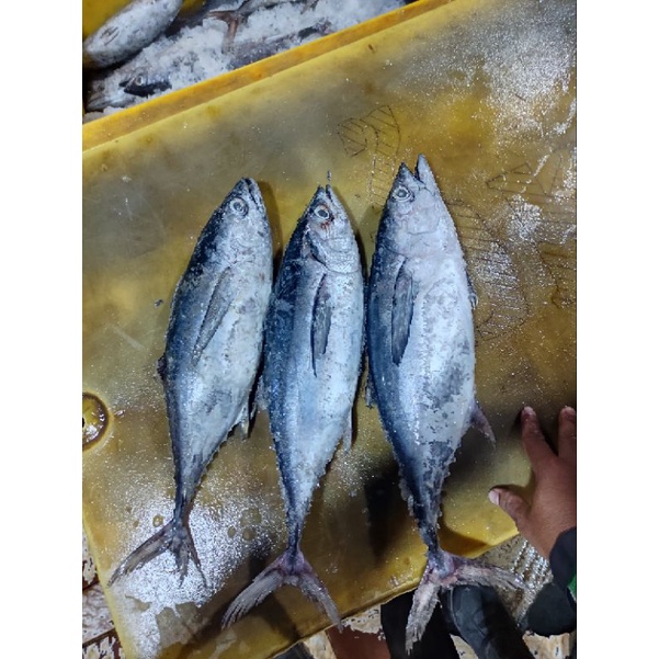 

ikan tongkol