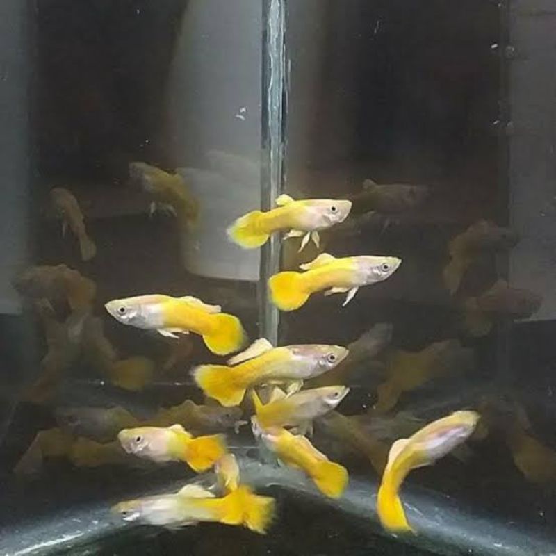 

Replika plasting yellow micarif gupi sepasang siap brol