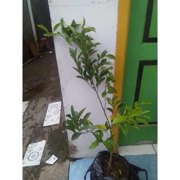 jeruk santang madu bibit tumbuh