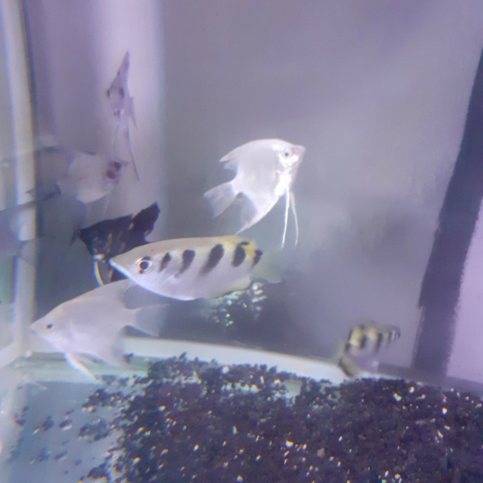 [Ready] Ikan Archer Sumpit [Peralatan]