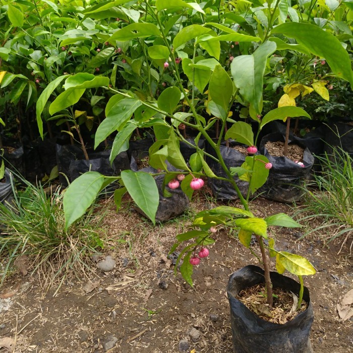BIBIT TANAMAN BUAH MANGGIS JEPANG BERBUAH-SUDAH BERBUAH