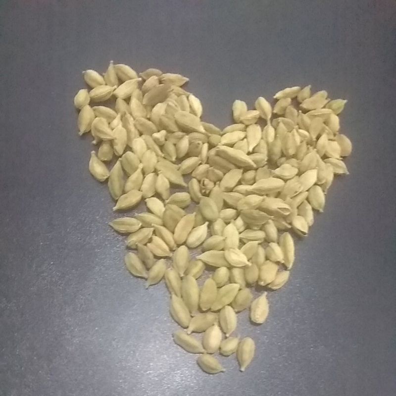 

kapulaga hijau import 25 gr kapulaga arab original kapulaga arab kapulaga biji kualitas premium