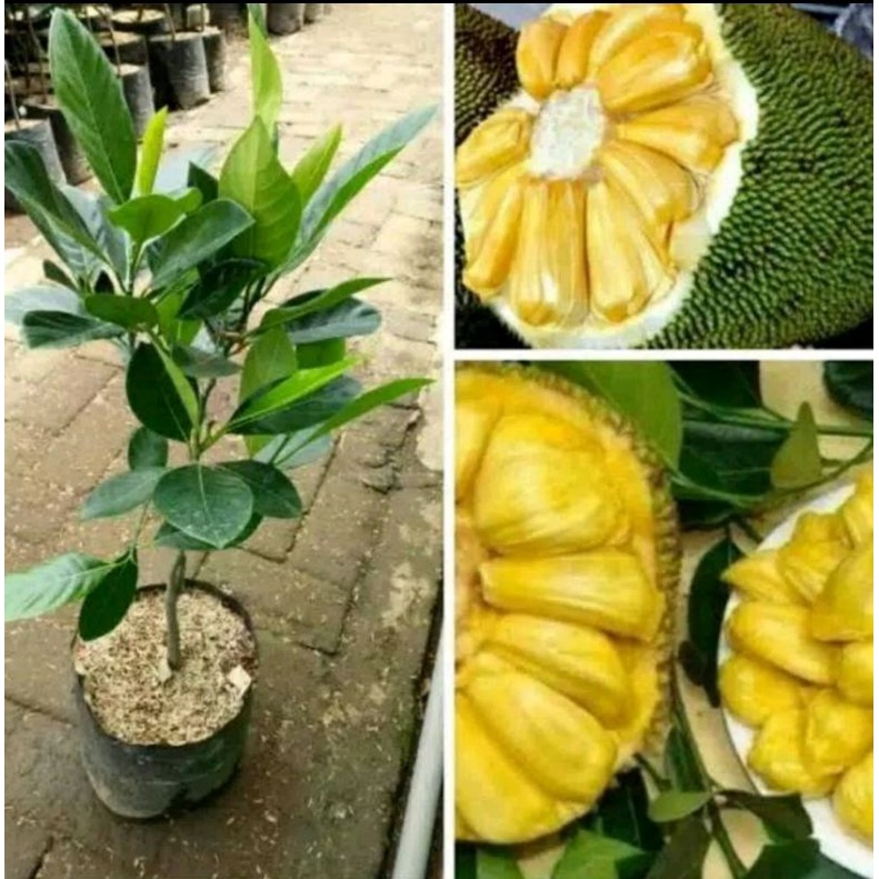 Bibit nangka madu cepat berbuah