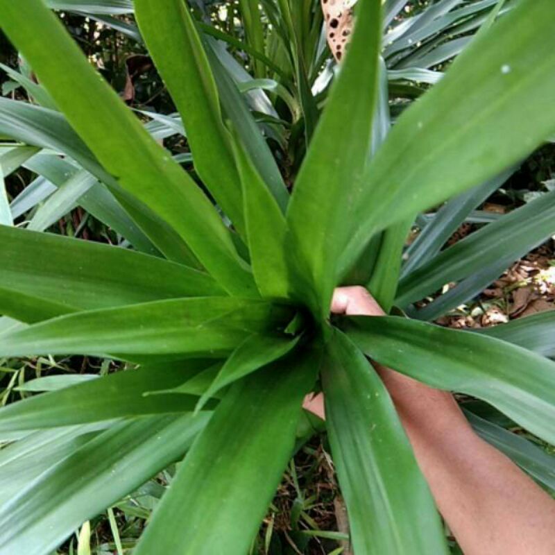 

Daun Suji segar alami 20-30 helai