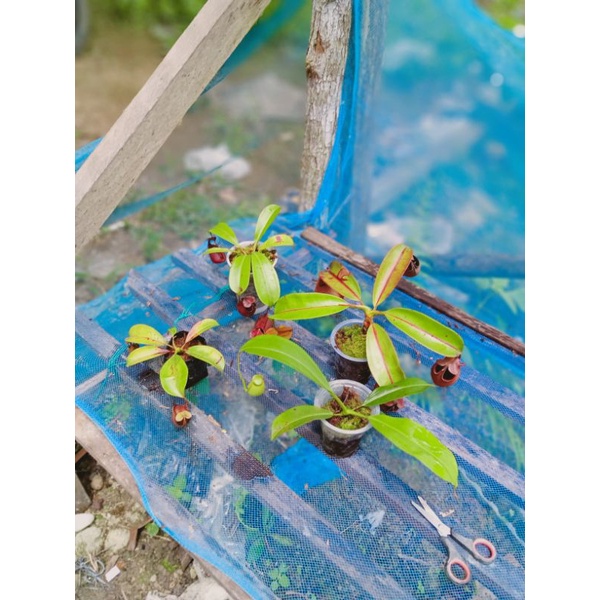 nepenthes bicalcarata 1paket isi 4plant