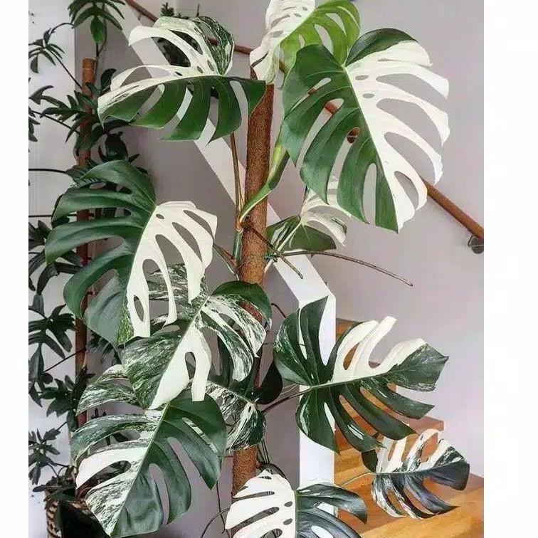 ❂ bonggol monstera king varigata ☞