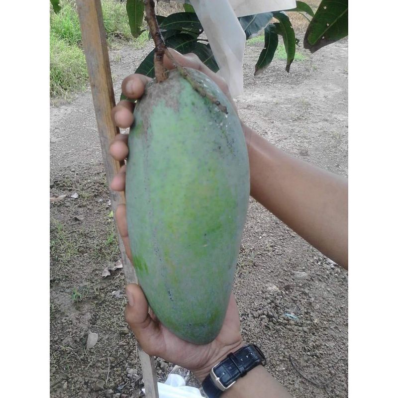 tanaman mangga Mahatir keadaan berbunga