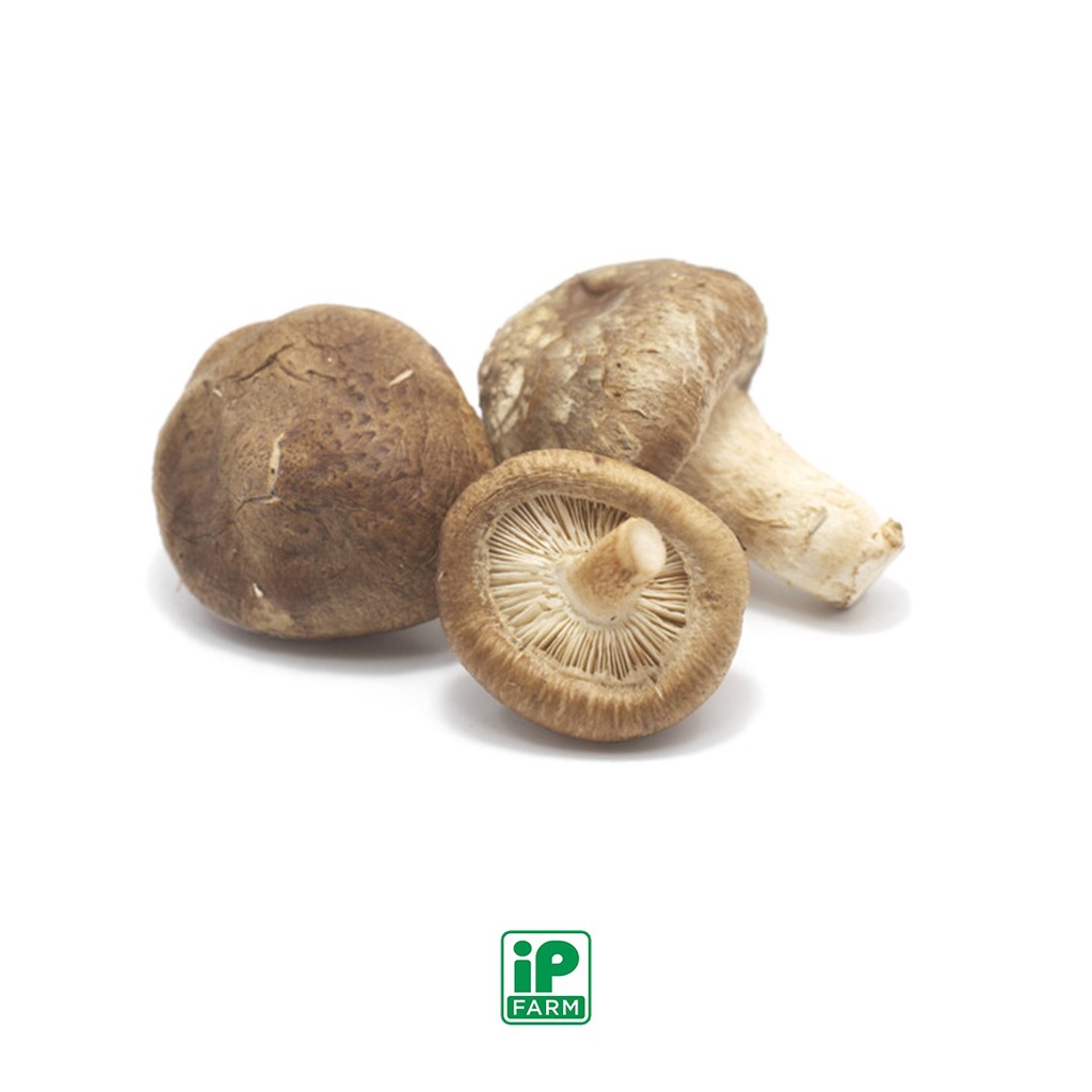 

Fresh Jamur Shiitake XL