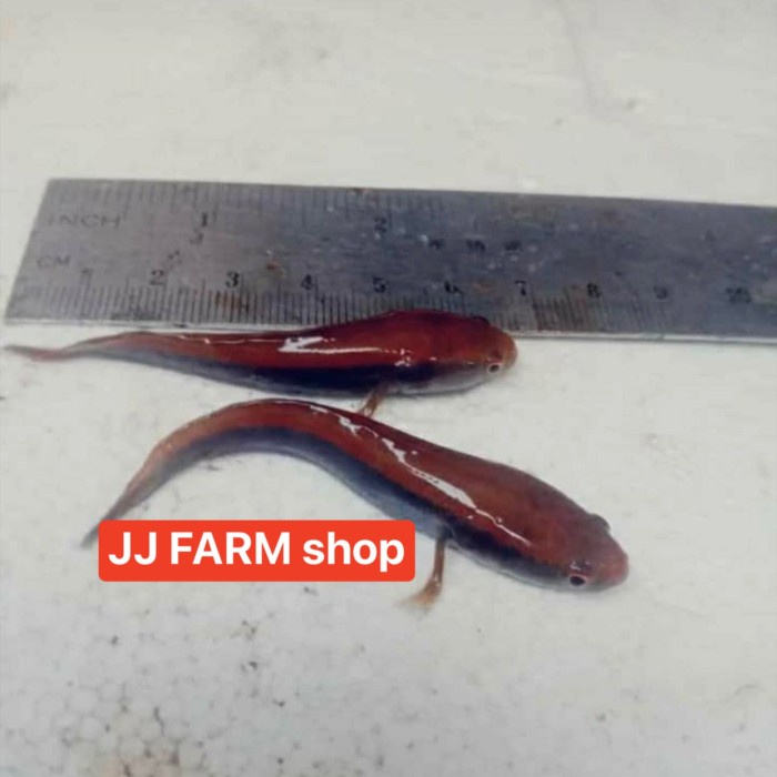 Ikan channa chana maru RED BARITO garansi jamin original asli 5-10cm