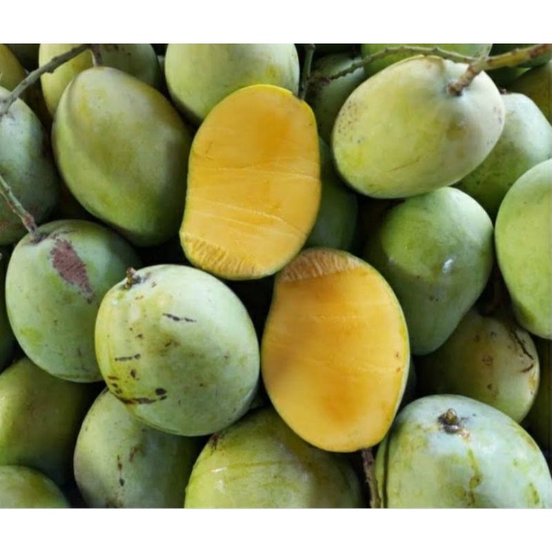 

BUAH MANGGA INDRAMAYU 1 KG MATANG MENGKEL MENTAH MURAH