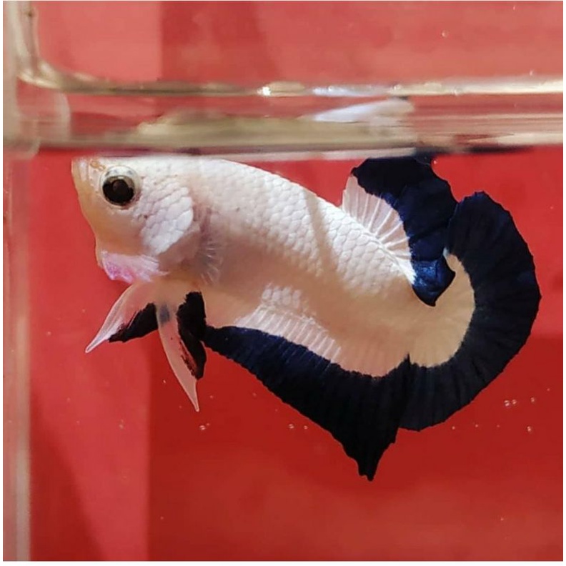 Blue rim, rim tebal biru