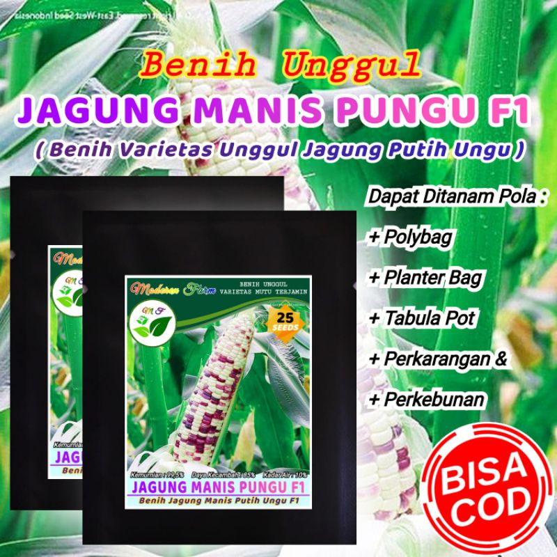 BENIH JAGUNG MANIS PUNGU / PUTIH UNGU F1