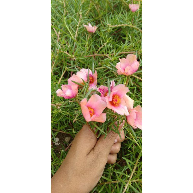 tanaman hias bunga krokot mossrose Tiara peach