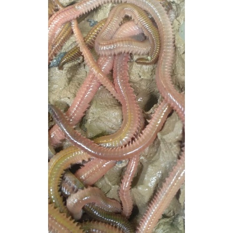 CACING LAUT UMPAN GALATAMA