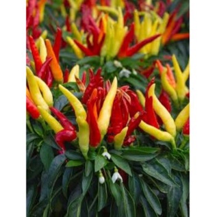 BIBIT LOMBOK RAWIT & BIBIT TOMAT