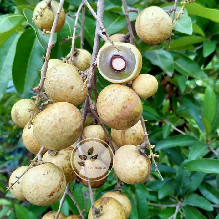 POHON KELENGKENG MATALADA - TAMBULAPOT - BIBIT BUAH LENGKENG MATALADA