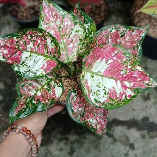 ○ Bibit bonggol aglonema tricolor Aglonema Murah ☼