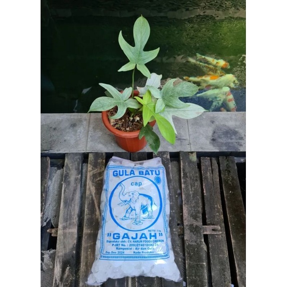 

Gula Batu Kristal Potongan kecil Cap Gajah Berat Bersih 5Kg