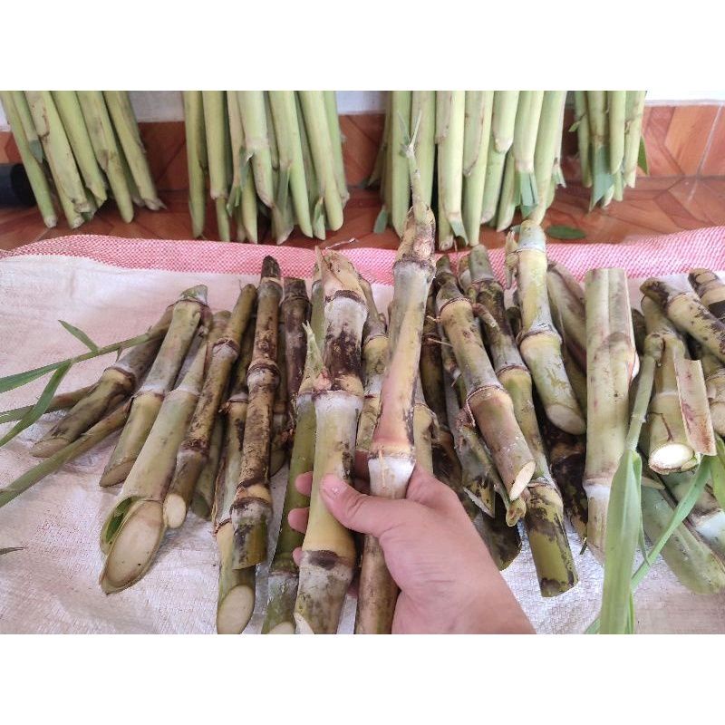 Bibit Tebu Telor 2kg