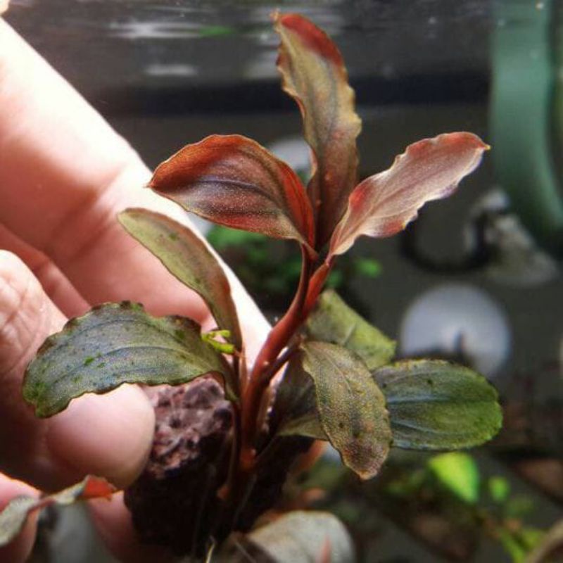 Bucephalandra brownie series