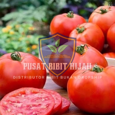 Bibit Tomat Import Premium - Buah Segar Tahan Lama