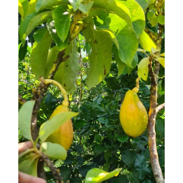 Bibit Alpukat Yellow Vietnam Original