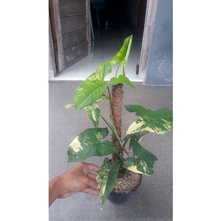 Syngonium yellow varigata